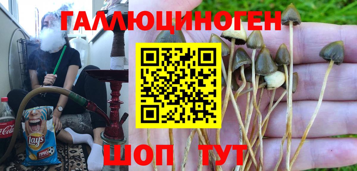 Галлюциногенные грибы Psilocybe Саяногорск